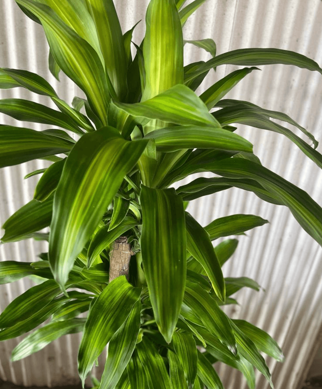 Dracaena Plants